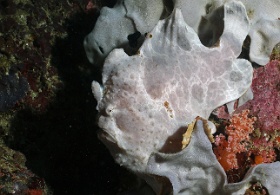 Komodo 2016 - Giant frogfish - Antenaire geant - Antennarius commerson - IMG_6274_rc